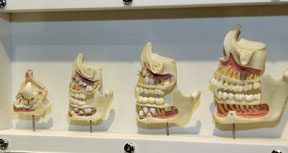 De quoi sont faites les dents? Comment poussent-elles? Quelles sont leurs fonctions, les ressemblances et les variations de dentitions entre les espèces animales? Voilà quelques questions auxquelles répond l’exposition À pleines dents.