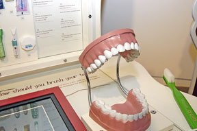De quoi sont faites les dents? Comment poussent-elles? Quelles sont leurs fonctions, les ressemblances et les variations de dentitions entre les espèces animales? Voilà quelques questions auxquelles répond l’exposition À pleines dents.