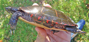 La tortue peinte se reconnait à ses lignes rouges sur les pattes et jaunes sur le cou.