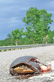 La tortue peinte se reconnait à ses lignes rouges sur les pattes et jaunes sur le cou.