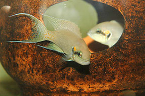 Couple de Neolamprologus pulcher 