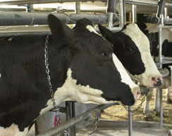 Vaches dans l'&eacute;table