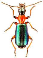 Calleida punctata