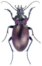 Carabus nemoralis, le plus commun des carabes &laquo; universitaires &raquo;