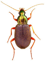 Chlaenius tricolor