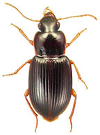 Trichotichnus autumnalis, une premi&egrave;re mention au Qu&eacute;bec