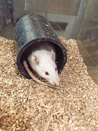 Il y a une grande unit&eacute; dans les fonctions de m&eacute;morisation, que ce soit chez la drosophile, la souris ou l&rsquo;&ecirc;tre humain.